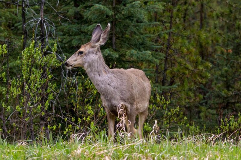 Jasper: Wildlife and Waterfalls Tour With Lakeshore Hike - Tour Inclusions