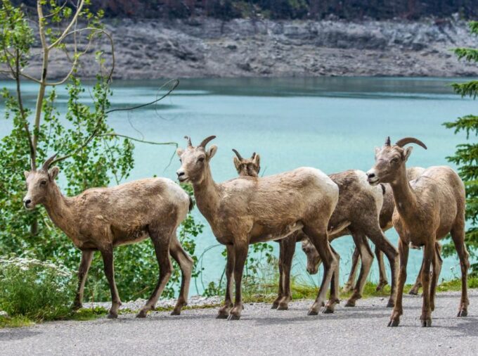 Jasper: Wildlife and Waterfalls Tour With Lakeshore Hike - Mobility Requirements