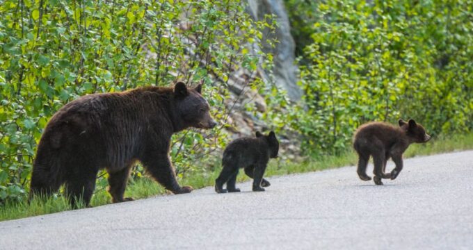 Jasper: Wildlife and Waterfalls Tour With Lakeshore Hike - Weather Conditions