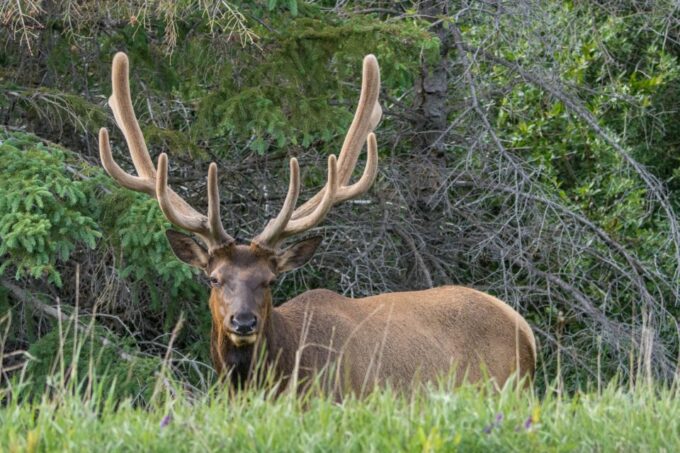 Jasper: Wildlife and Waterfalls Tour With Lakeshore Hike - Customer Reviews
