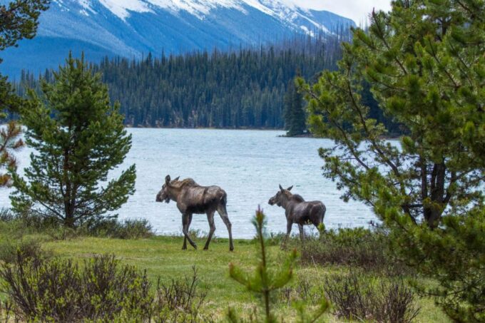 Jasper: Wildlife and Waterfalls Tour With Lakeshore Hike - Frequently Asked Questions