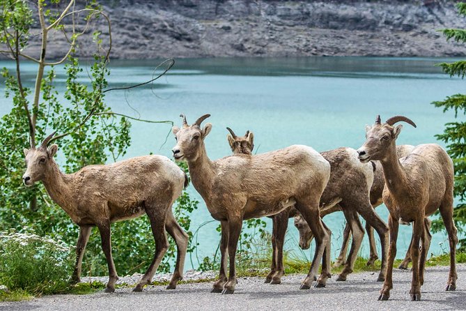 Jasper Wildlife and Waterfalls Tour With Maligne Lake Hike - Accompanying Minors