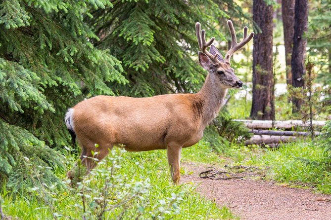 Jasper Wildlife and Waterfalls Tour With Maligne Lake Hike - Maximum Number of Travelers