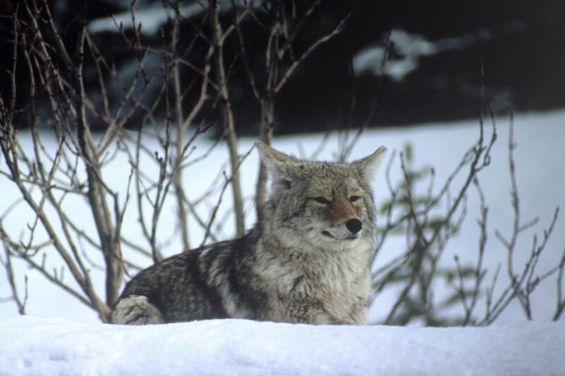 Jasper: Winter Wildlife Bus Tour in Jasper National Park - Experience Highlights