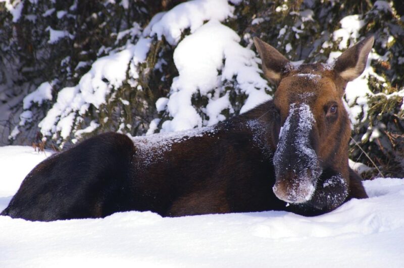 Jasper: Winter Wildlife Bus Tour in Jasper National Park - Tour Details