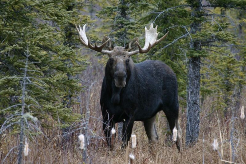 Jasper: Winter Wildlife Bus Tour in Jasper National Park - Transportation Arrangements