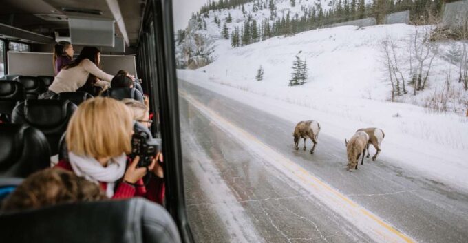 Jasper: Winter Wildlife Bus Tour in Jasper National Park - Recommended Preparation