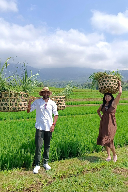 Jatiluwih Rice Fields Walking Tour and Natural Hot Spring - Key Points