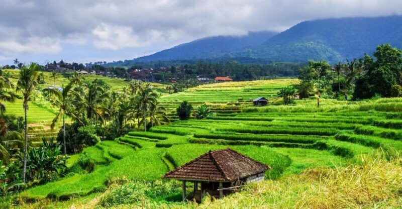 Jatiluwihs Rice Field Terraces: A Scenic Self-Guided Audio - Experience and Highlights