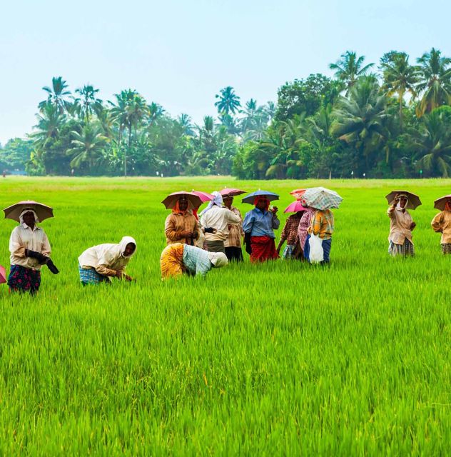 Jatiluwihs Rice Field Terraces: A Scenic Self-Guided Audio - Tour Logistics