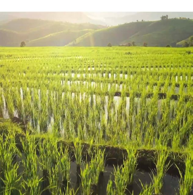 Jatiluwihs Rice Field Terraces: A Scenic Self-Guided Audio - Important Information