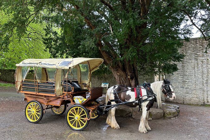 Jaunting Car Tour in Killarney National Park - Discover the Poison Yew Tree