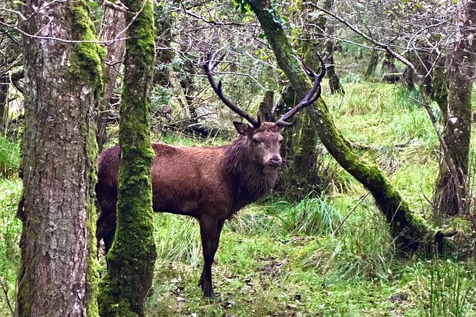 Jaunting Car Tour in Killarney National Park - Meeting Point and Logistics