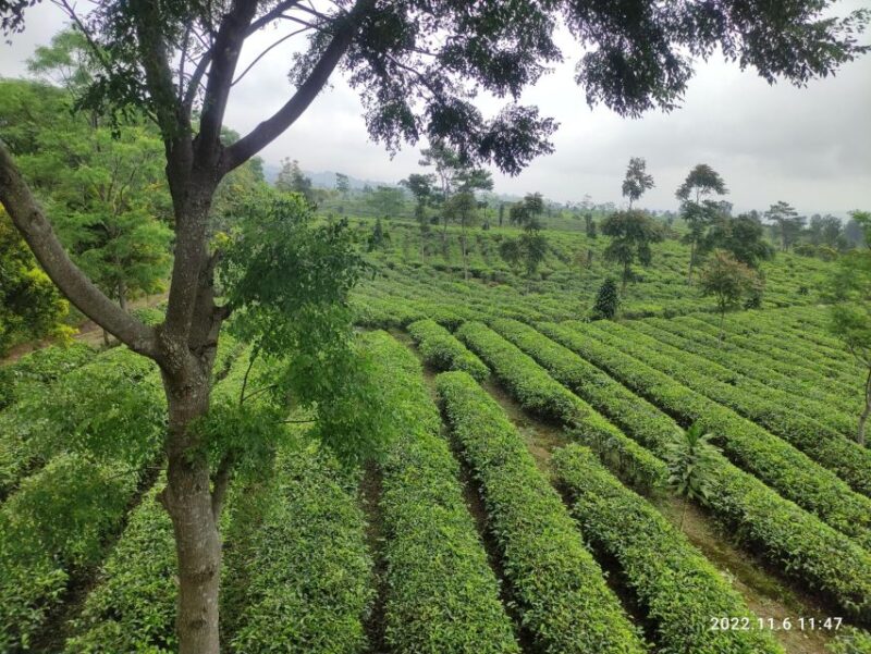 Java Classic Overland Tour - Inclusions