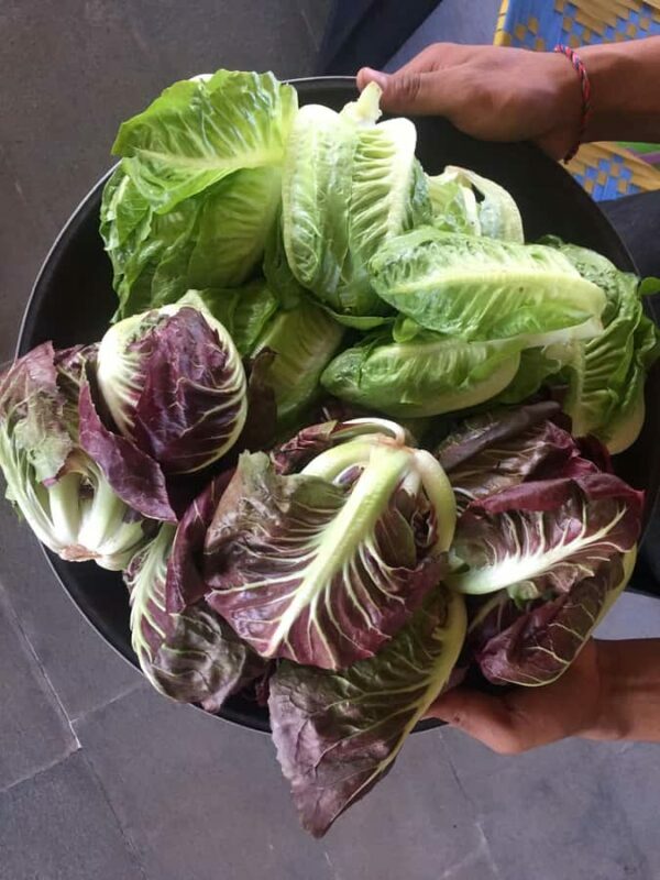 Jean Talon Market Walking Tour x Michelin-Trained Chef - The Food and Artisan Products You Can Shop For