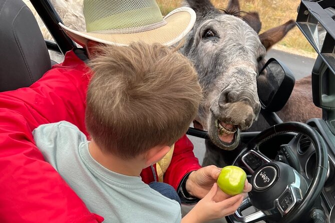 JEEP Bison Safari With Sylvan Lake/Needles Highway/Iron Mtn Road - Iron Mountain Road
