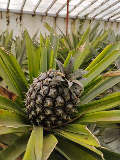 JEEP - CRUISE SHORE EXCURSION - FIRE LAKE, PINEAPPLE & TEA - Inclusions and Exclusions