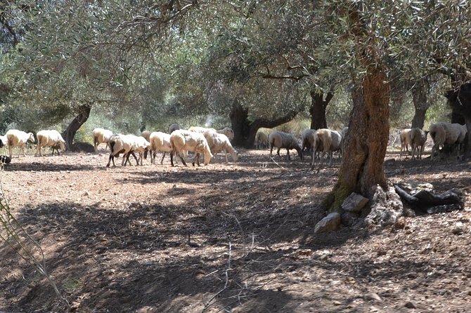 Jeep Safari 4x4 Crete Real off Road Mountain Tracks With Lunch From Hersonissos - Cancellation and Confirmation Policy