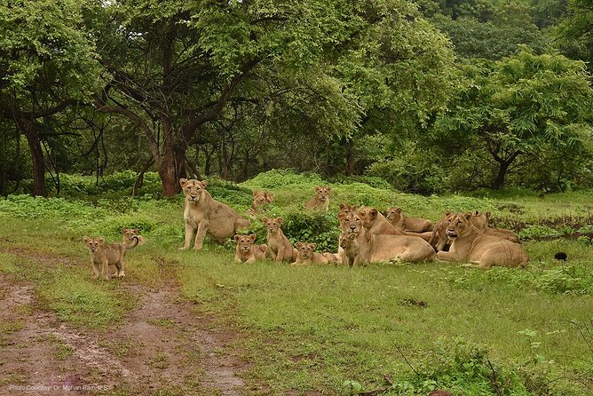 Jeep Safari: a Skip the Line Access to Devalia Safari Park India - Convenient Jeep Safari Experience