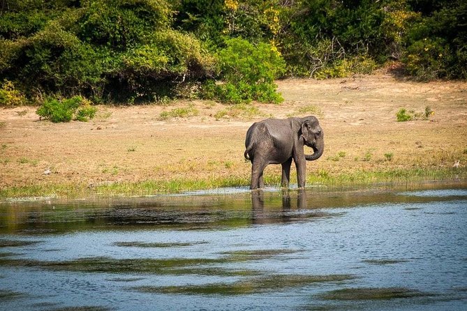 Jeep Safari to Yala National Park With an Expert Of Wild Life - Pickup Information and Accessibility