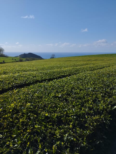Jeep Tour Half Day Fire Lake, Pineapple & Tea - Frequently Asked Questions