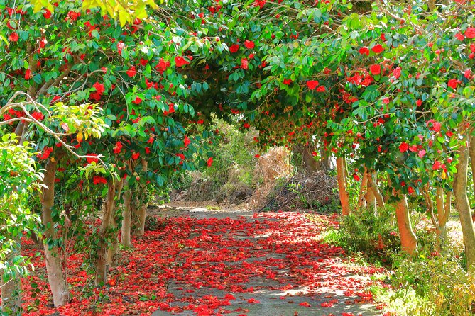 JEJU Cherry Blossom South Full Day Tour - Inclusions