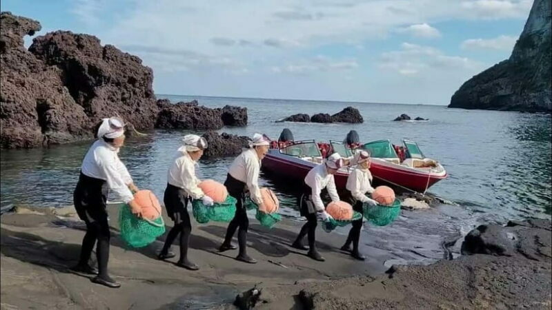 Jeju: Customized Private Vehicle Day Tour - Key Points