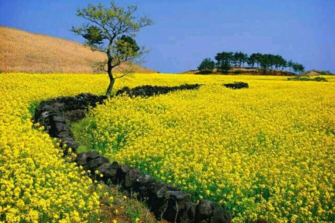 Jeju East Island Bus (Or Taxi )Tour Included Lunch & Entrance Fee - Accessibility and Participation