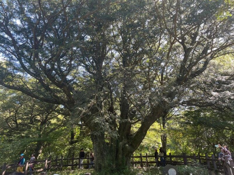 Jeju: Eastern Jeju Highlights Day Tour - Hamdeok Beach Stop