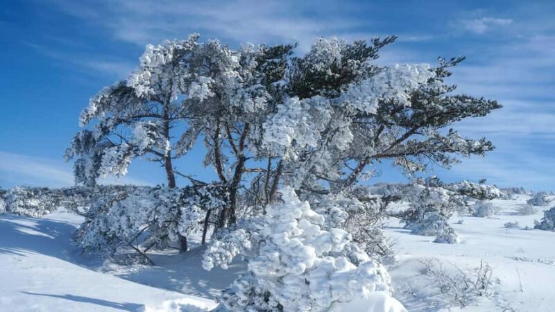Jeju: HALLASAN National Park Guided Snow Climb (5hr_w/Gear) - Considerations for Travelers