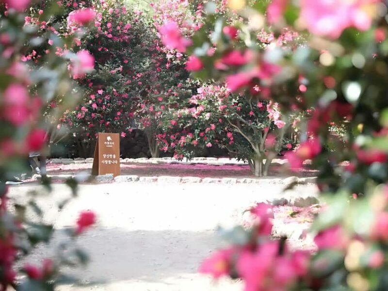 Jeju: Hotel Pickup East Snow, Camellia, Tangerine Picking - An In-Depth Look at the Jeju East Snow, Camellia, and Tangerine Tour