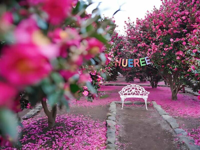 Jeju: Hotel Pickup East Snow, Camellia, Tangerine Picking - Summary: Who Will Love This Tour?