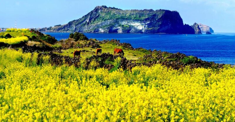 Jeju Island: Customized Private Full-Day Van Tour - Cultural Experiences