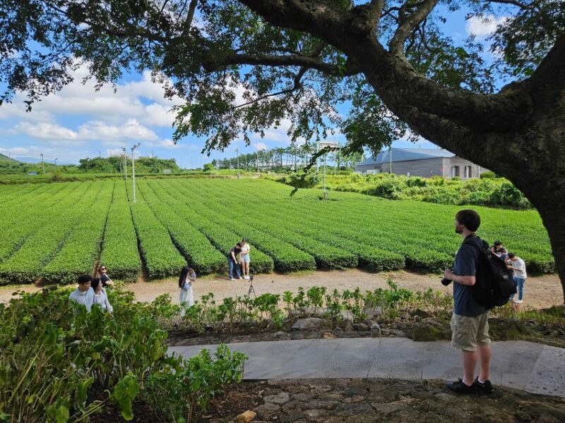 Jeju Island: Highlights Tour With Attraction Tickets & Lunch - Explore Jejus Natural Wonders