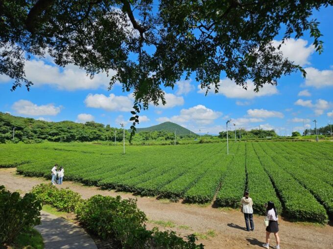 Jeju Island: Highlights Tour With Attraction Tickets & Lunch - Recap