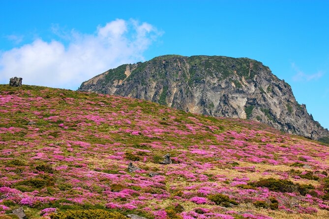 Jeju Island South UNESCO Group Tour - Knowledgeable Guides