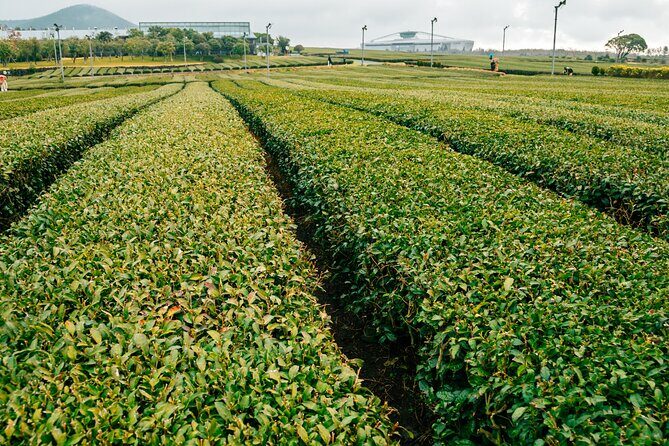 Jeju island Southern UNESCO Day Tour With Hallasan MT - Who Should Consider This Tour?