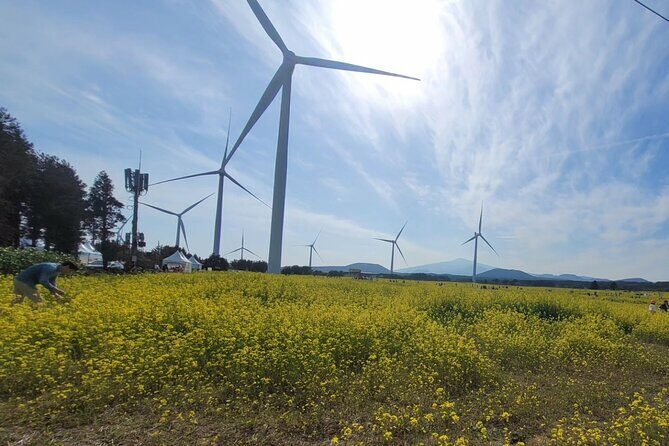 Jeju Island UNESCO small group day tour(Taxi, van & bus) - Transportation and Group Dynamics