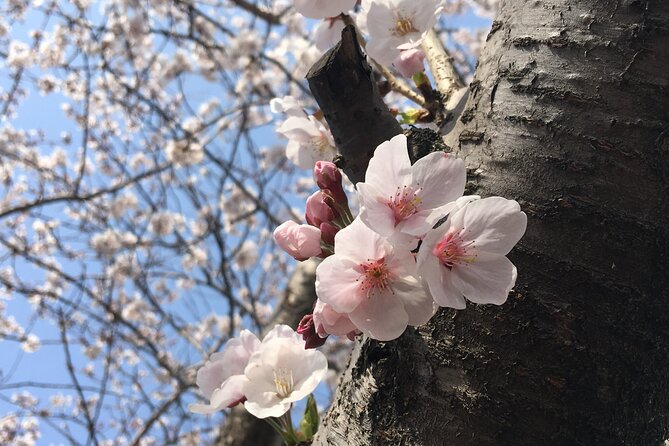 Jeju King Cherry Blossom Natural Habitat Small Group Tour - Key Points