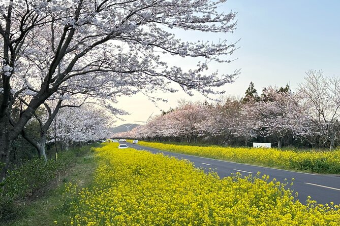 Jeju King Cherry Blossom Natural Habitat Small Group Tour - Exclusions