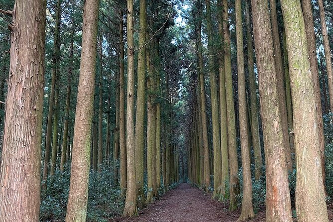 Jeju King Cherry Blossom Natural Habitat Small Group Tour - Itinerary