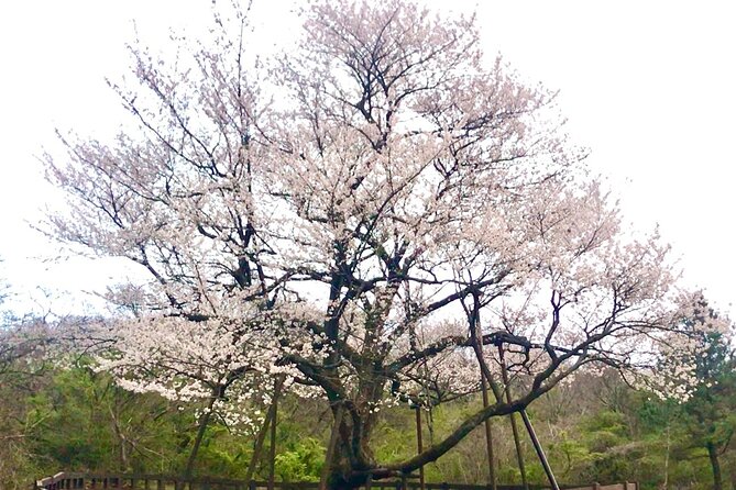 Jeju King Cherry Blossom Natural Habitat Small Group Tour - Tour Considerations