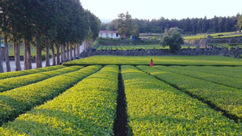 Jeju: Mt. Hallasan Hike and UNESCO Sites Day Tour - Jusangjeolli Cliff Exploration