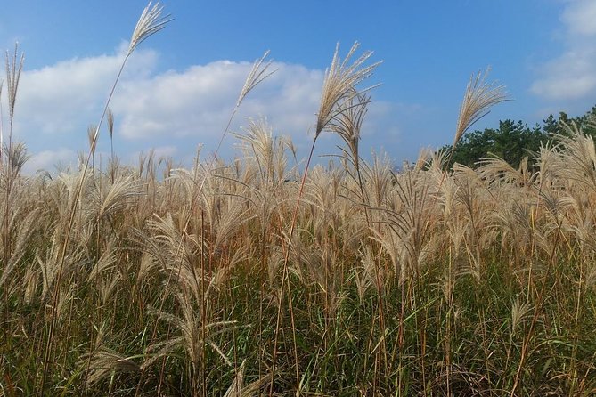 Jeju Private Full Day Tour of UNESCO Day Tour - Pickup and Additional Charges