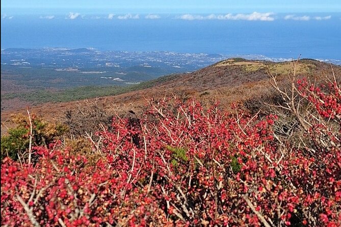 Jeju Taxi Tour KJ With Flexible Scheduling - Services Included