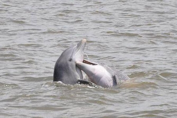 Jekyll Island Dolphin Tours - Just The Basics