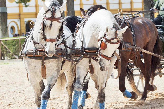 Jerez & Cadiz Winery With Tasting & Opt Horse Show From Seville - Royal Andalusian School