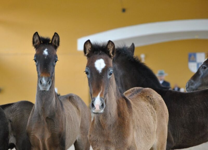 Jerez: Cartuja Stud Carthusian Horses Tour - Historical Context