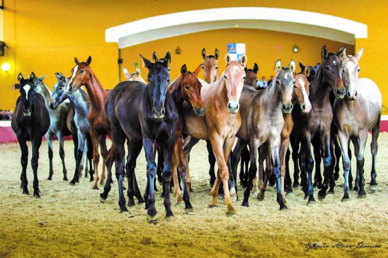 Jerez: Cartuja Stud Carthusian Horses Tour - Meeting Point and Recommendations