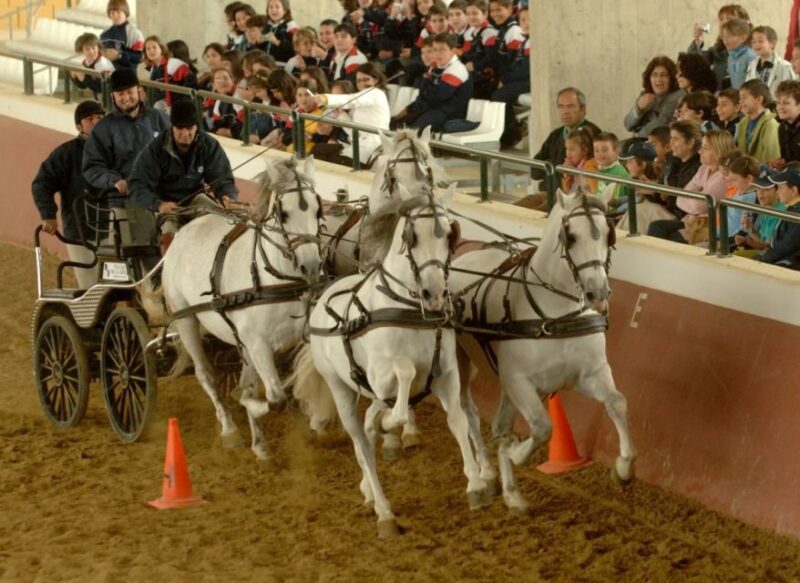 Jerez: Cartuja Stud Carthusian Horses Tour - Positive Customer Feedback